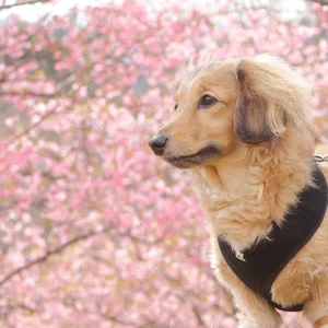 桜を背に立つ犬